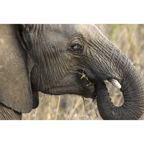 South Africa, Very rare blue-eyed elephant